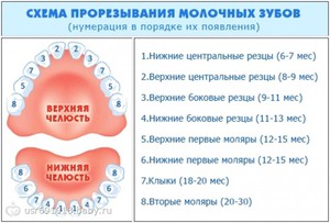 Orden de crecimiento de los dientes en un niño
