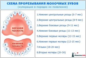 Orden de aparición de los dientes.